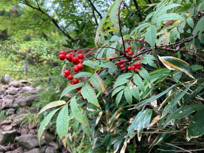 【初秋の登山】花と日本の百名山　苗場山と谷川岳へ！上信越山旅