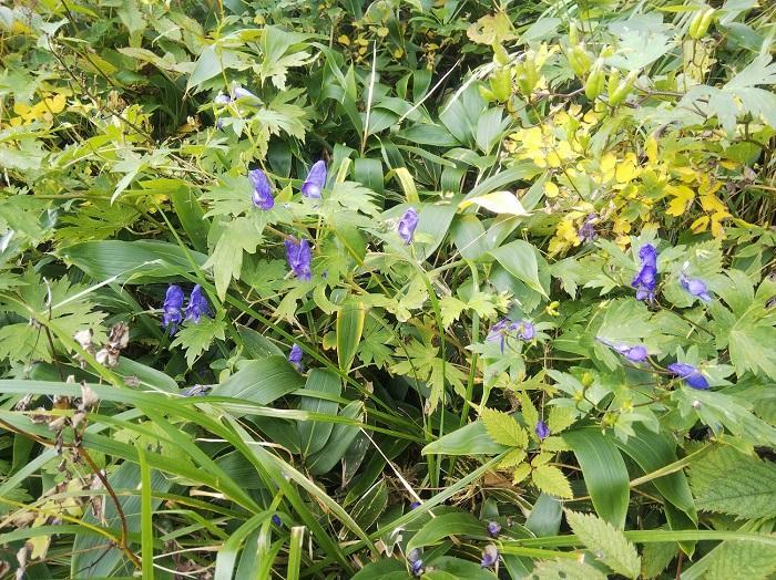 【初秋の登山】花と日本の百名山　苗場山と谷川岳へ！上信越山旅