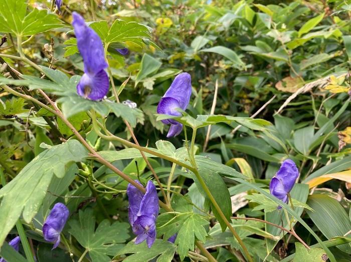 【初秋の登山】花と日本の百名山　苗場山と谷川岳へ！上信越山旅