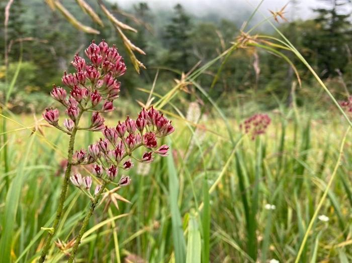 【初秋の登山】花と日本の百名山　苗場山と谷川岳へ！上信越山旅