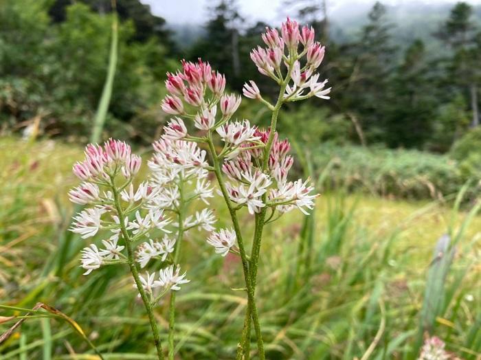 【初秋の登山】花と日本の百名山　苗場山と谷川岳へ！上信越山旅