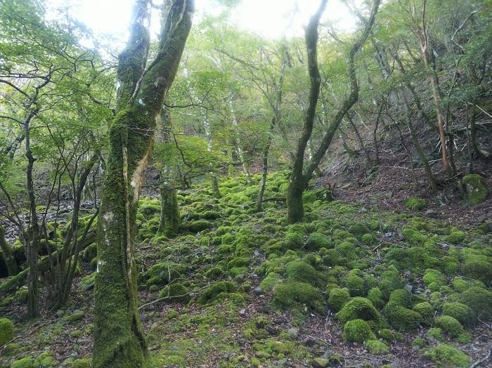 【日帰り登山】富士山を支える山・愛鷹（あしたか）山塊に登る