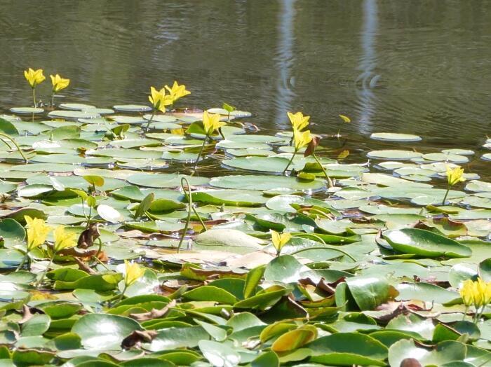 【東京】毎月楽しめる！都内最大の水郷公園「水元公園」の12か月