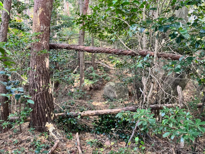 隠岐諸島で山登り！？山頂は海と大地の贅沢スポットを独り占めだった！