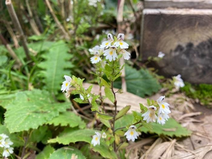 【初秋の登山】花と日本の百名山　苗場山と谷川岳へ！上信越山旅