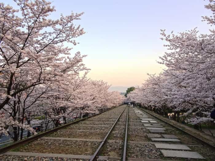 春の京都！1年でもっとも人気な桜シーズン、京都のさくらの名所5選