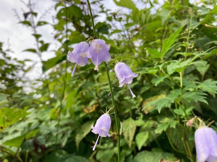 【初秋の登山】花と日本の百名山　苗場山と谷川岳へ！上信越山旅