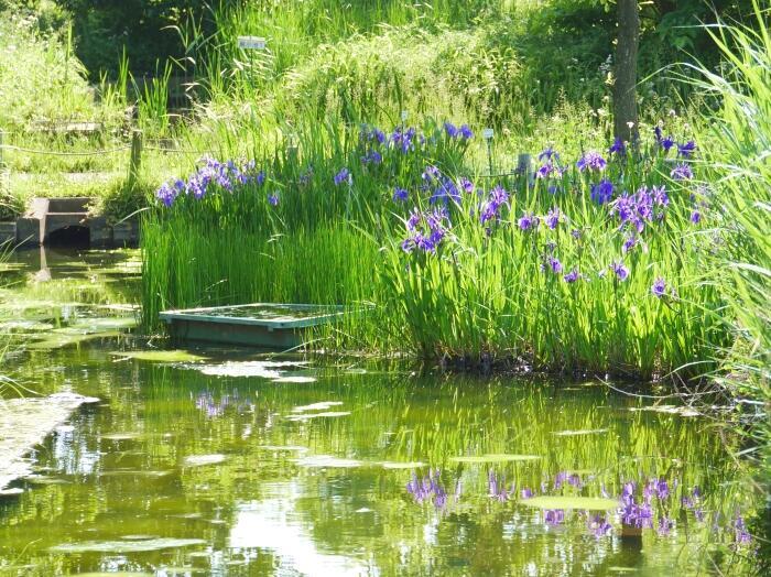 【東京】毎月楽しめる！都内最大の水郷公園「水元公園」の12か月