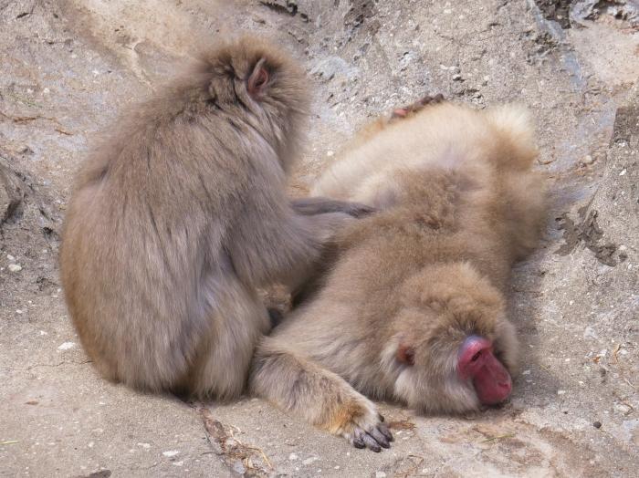 【東京】双子の赤ちゃんパンダ公開！上野動物園でシャオシャオとレイレイに会ってきました