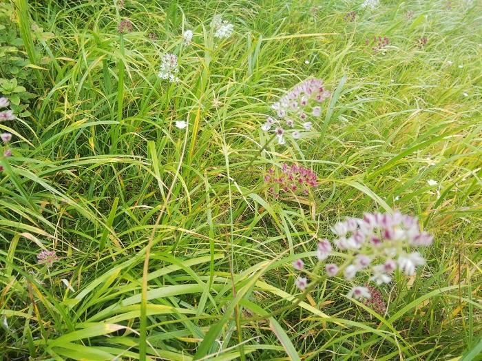 【初秋の登山】花と日本の百名山　苗場山と谷川岳へ！上信越山旅