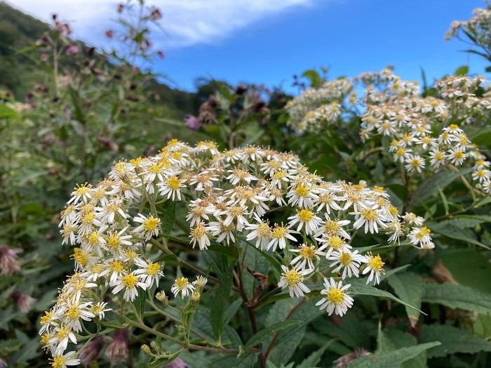 【初秋の登山】花と日本の百名山　苗場山と谷川岳へ！上信越山旅