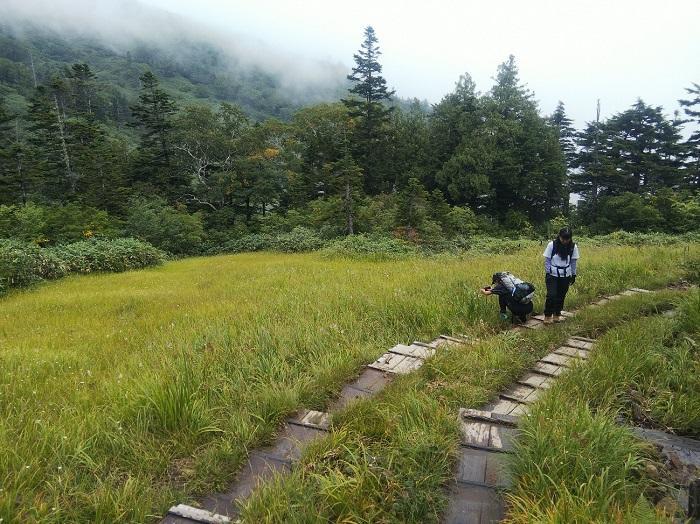 【初秋の登山】花と日本の百名山　苗場山と谷川岳へ！上信越山旅