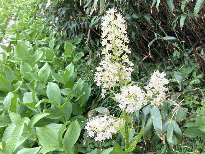 【岩手】広大な湿原に咲く高山植物を気軽に見に行ける！八幡平で涼しい空気に包まれながらトレッキング