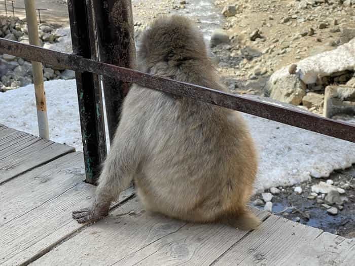 【長野】世界でここだけ！ニホンザルが温泉に入る地獄谷野猿公苑