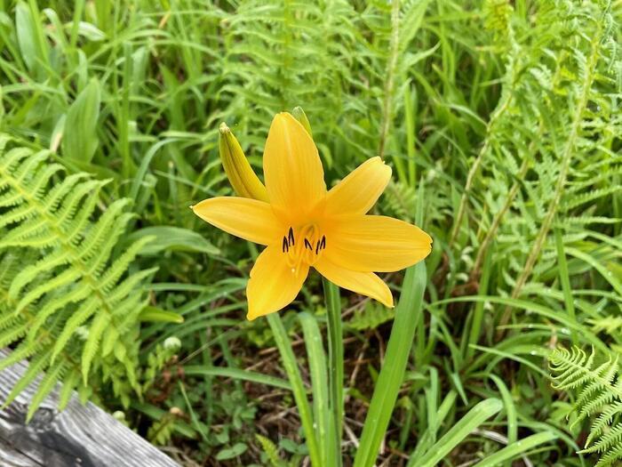 ニッコウキスゲなどカラフルな花々が湿原を彩る夏（7月）の尾瀬