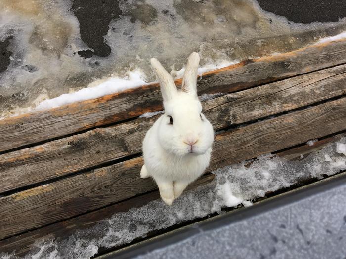 自然の絶景パノラマ！冬を感じる長野と群馬の旅