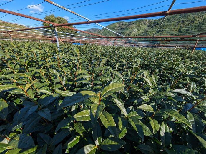 【静岡県】玉露の里、藤枝でお茶尽くしの1日を過ごしてきました