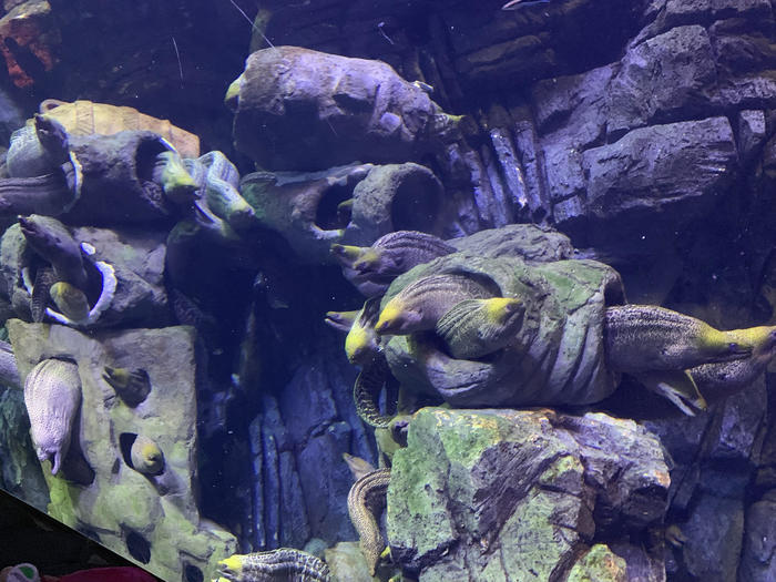 【子連れアジア旅行】マカオ近郊　ギネス認定！世界最大級の水族館「珠海长隆海洋王国」