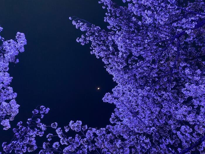 【韓国•大邱】お花見シーズンの大邱(テグ)で桜の名所に行ってきました