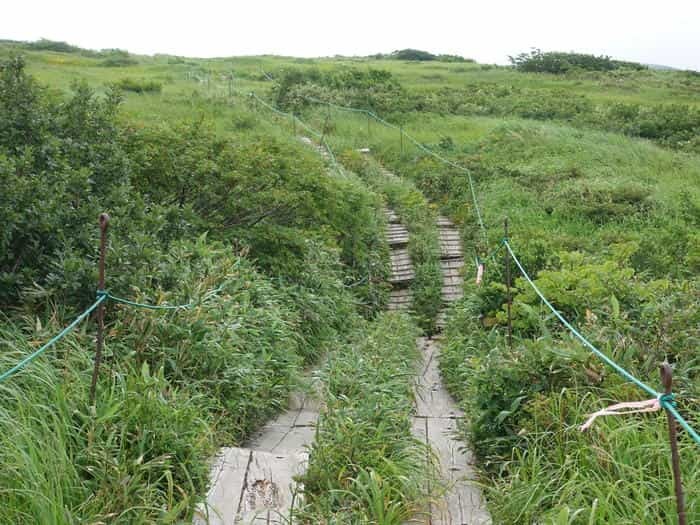 【山形】月山八合目・弥陀ヶ原湿原の歩き方