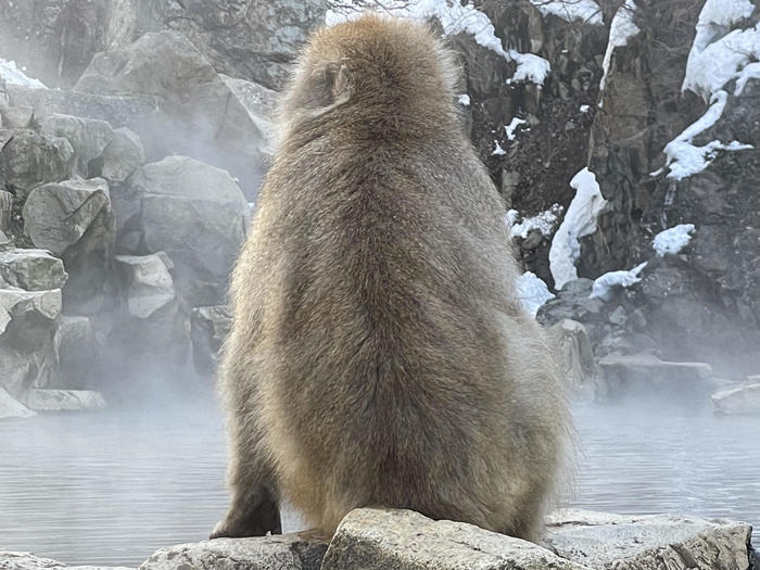 【長野】世界でここだけ！ニホンザルが温泉に入る地獄谷野猿公苑