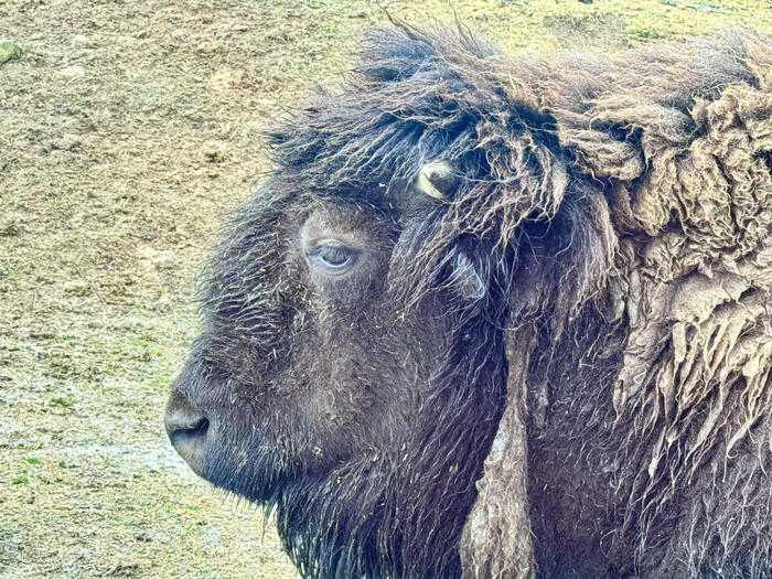 約48年ぶりの訪問！「九州自然動物公園アフリカンサファリ」園内レポート