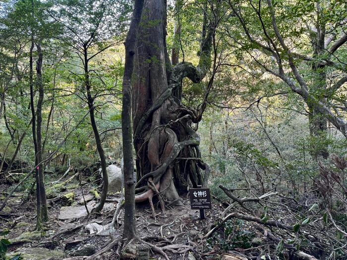 【鹿児島】屋久島の白谷雲水峡に行かれる方へ注意（2024年11月現在）