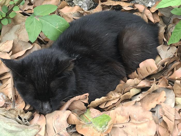 沖縄で出会った島猫たち！スポット別に紹介