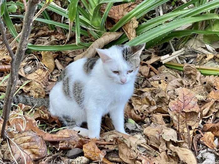 沖縄で出会った島猫たち！スポット別に紹介