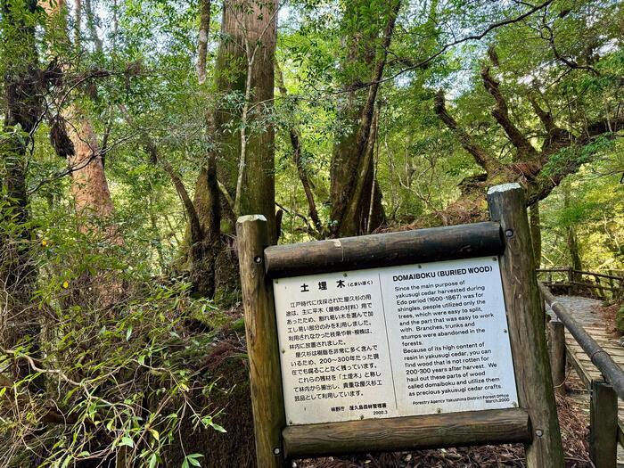 【鹿児島】ヤクスギランドは誰でも気軽に行ける自然植物園