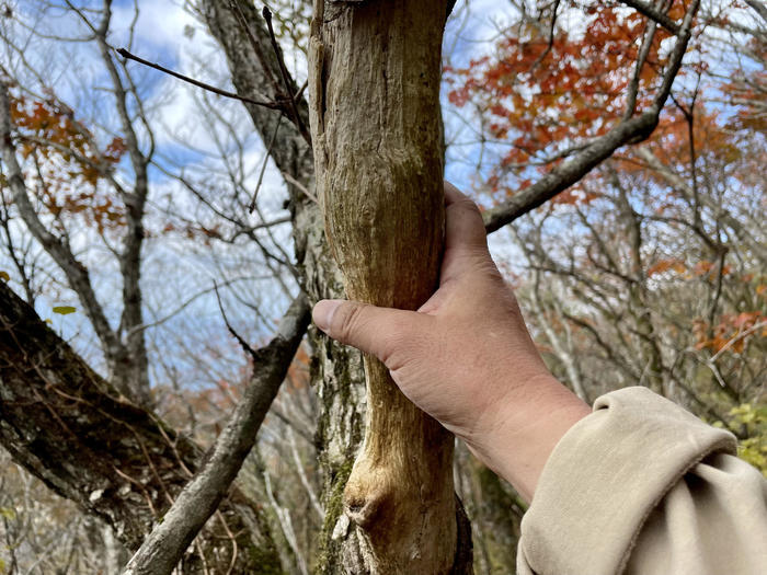 【島根】石見富士「三瓶山」のカルデラを大縦走！