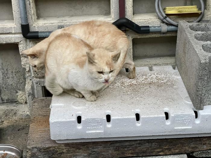 沖縄で出会った島猫たち！スポット別に紹介