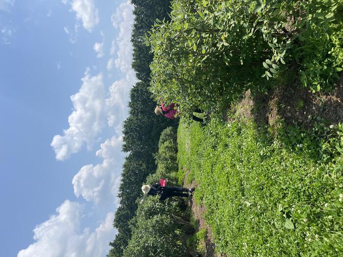 野菜や果物から始まる野菜ソムリエ的旅の組み立て方～ハスカップ北海道厚真町の旅