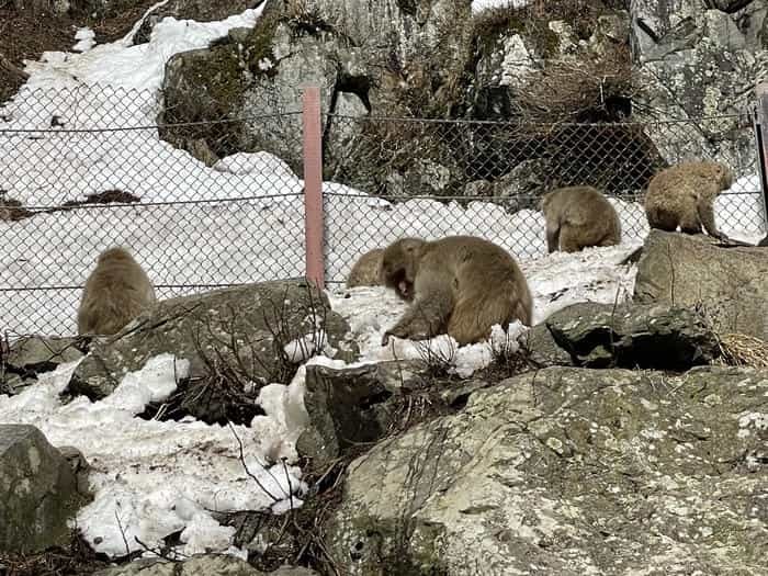 【長野】世界でここだけ！ニホンザルが温泉に入る地獄谷野猿公苑