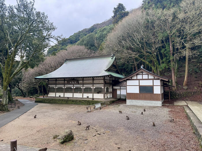 【大分】おサルさんの聖地でこんにちは！高崎山自然動物園