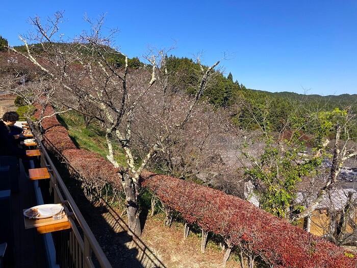 【群馬・藤岡】紅葉と桜を一度に楽しめる桜山公園とみかん狩りと藍染体験