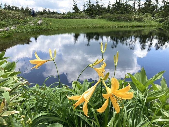 【岩手】広大な湿原に咲く高山植物を気軽に見に行ける！八幡平で涼しい空気に包まれながらトレッキング