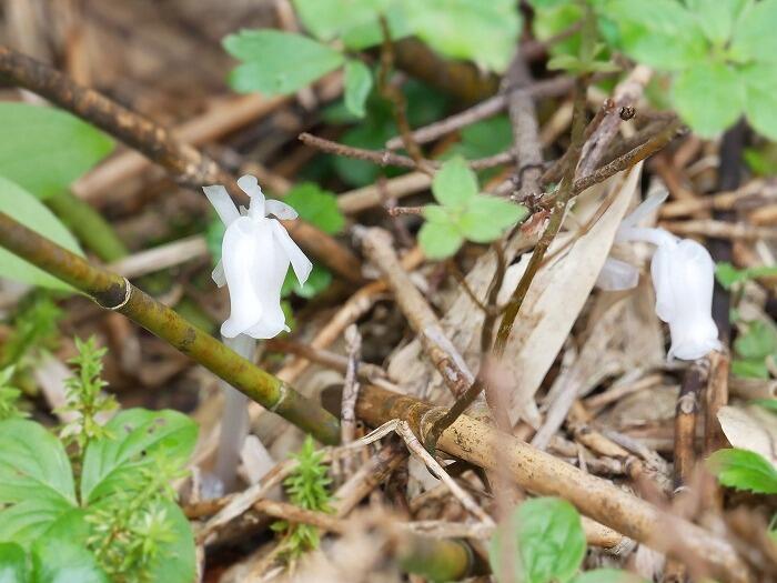 【岩手】広大な湿原に咲く高山植物を気軽に見に行ける！八幡平で涼しい空気に包まれながらトレッキング