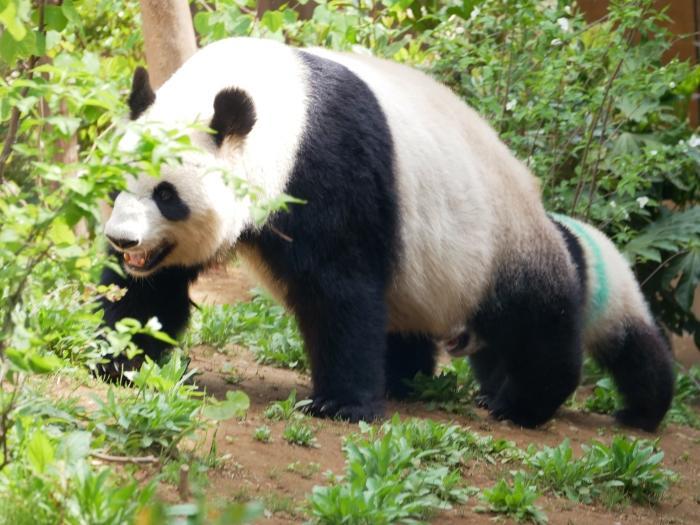 【東京】双子の赤ちゃんパンダ公開！上野動物園でシャオシャオとレイレイに会ってきました