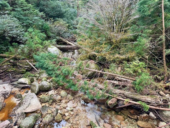 【鹿児島】ヤクスギランドは誰でも気軽に行ける自然植物園