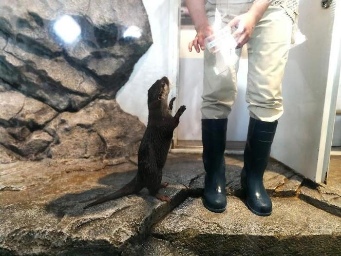 【大阪府／吹田市】水族館や動物園が融合した観光スポット・ニフレルを徹底解説！