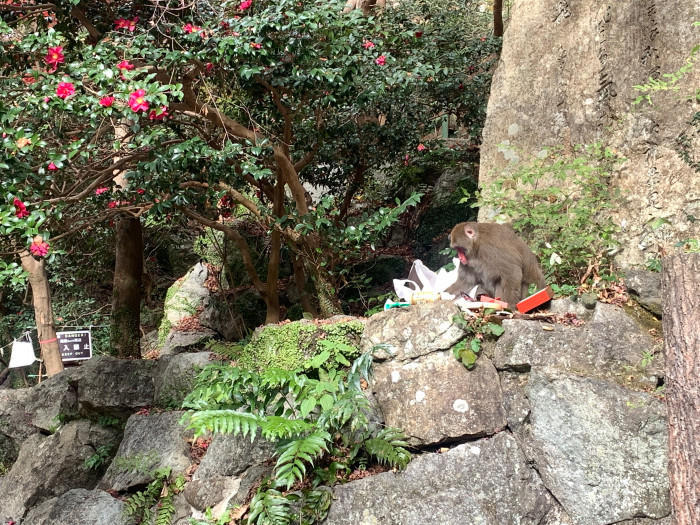 駅から歩いて30分で大絶景！「箕面大滝」と気軽な山登りでリフレッシュ！！