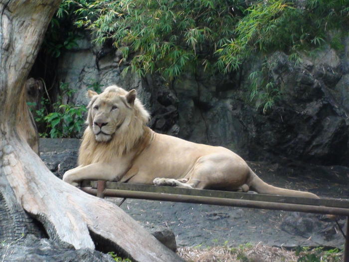 タイ・チェンマイ動物園でたくさんの動物と触れ合おう！