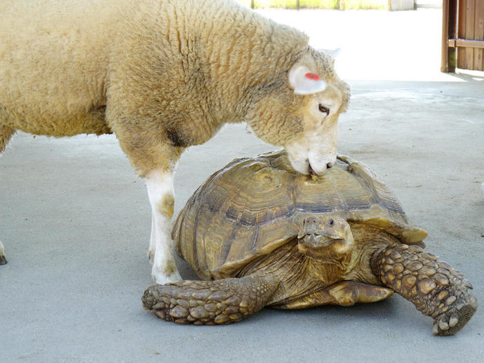 【千葉】マザー牧場で自然や動物とふれあう！～マザーファームツアーDXの全貌公開も～