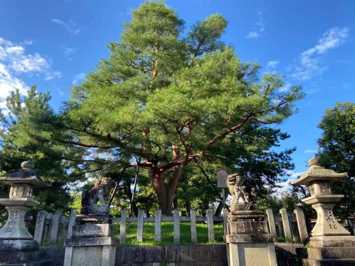 毎月25日は縁日！学問の神様【北野天満宮】で掘り出し物と七不思議を探そう！