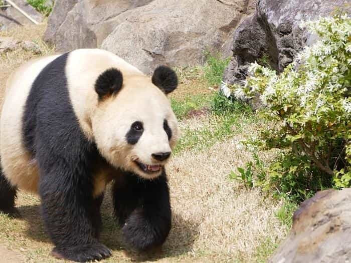 【東京】双子の赤ちゃんパンダ公開！上野動物園でシャオシャオとレイレイに会ってきました