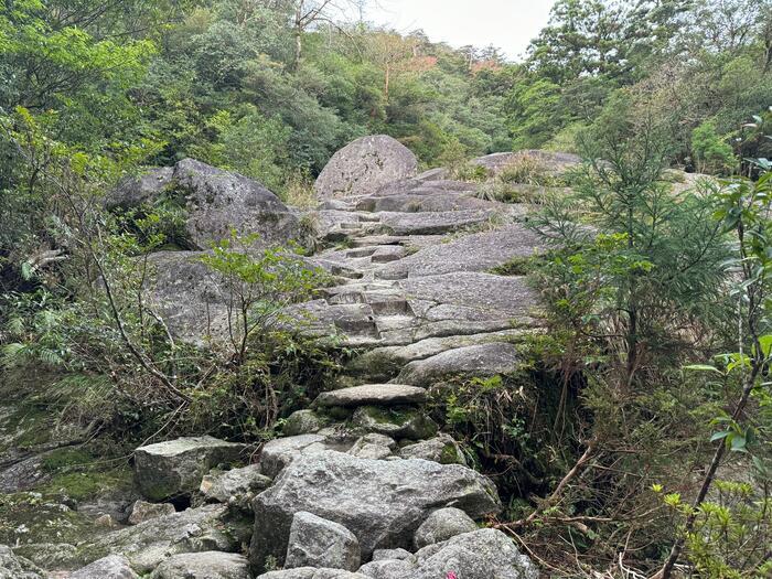 【鹿児島】屋久島の白谷雲水峡に行かれる方へ注意（2024年11月現在）