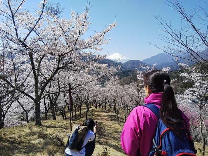 【お花見登山】桜満開のお伊勢山から岩殿山を縦走する日帰り山旅