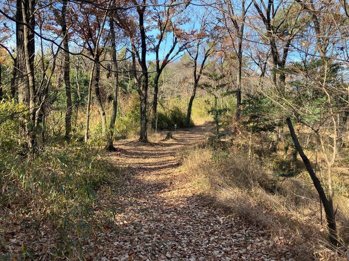 【首都圏からおでかけおすすめ！】ちょっとした山登り気分も味わえる狭山丘陵の都立公園散歩