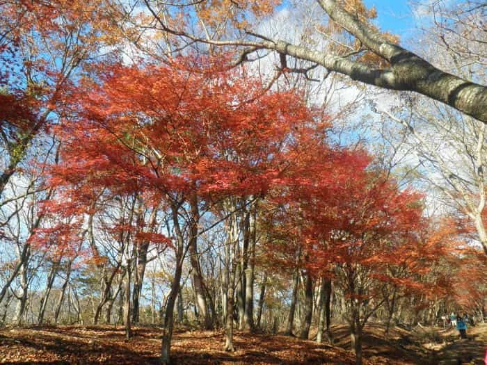 【日帰り登山】関東近郊の眺望絶佳『丹沢山地』を歩こう！